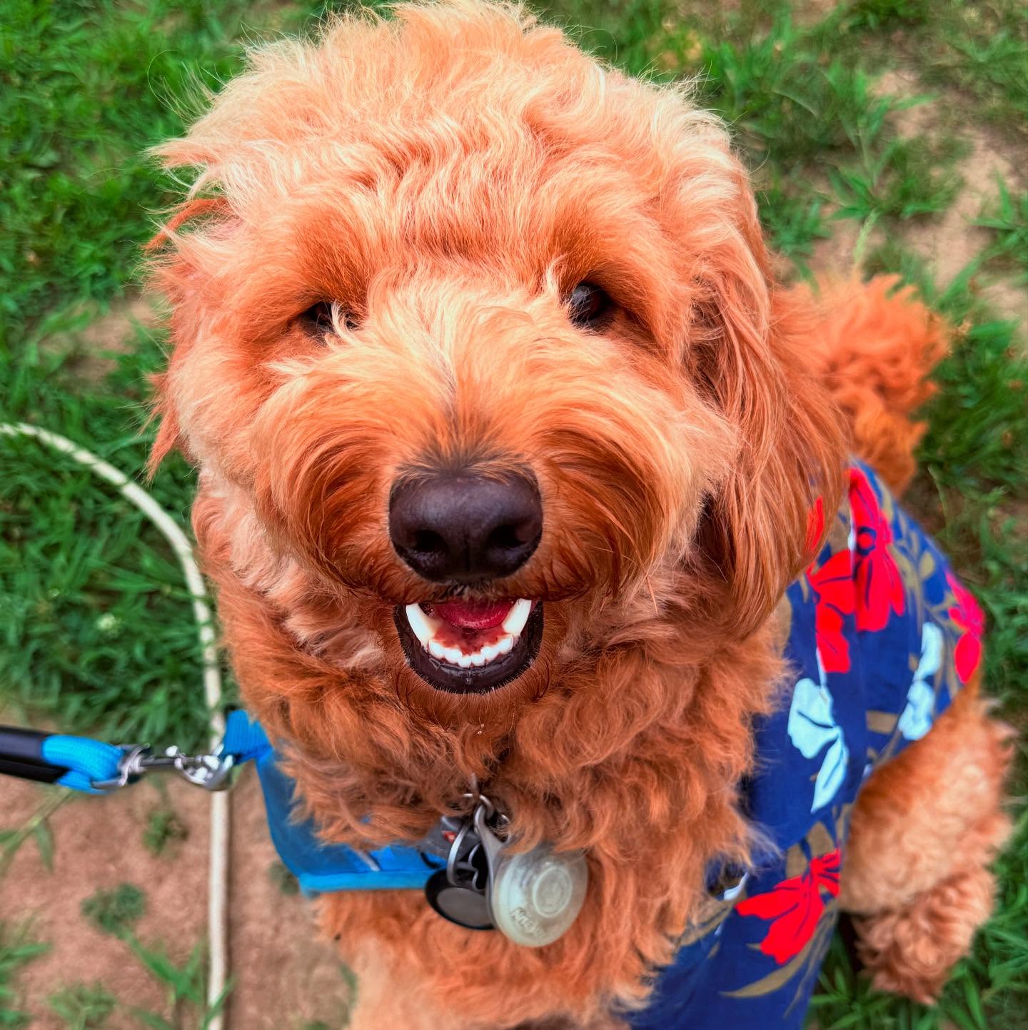 Rocket, a mini golden-doodle, sits on a patch of grass, smiling at you. He’s wearing a green and red pattern Hawaiian-style shirt. Off screen is some chicken he wants to eat, which is why he’s being as still as he is.